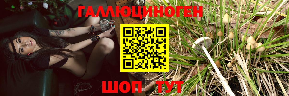 Псилоцибиновые грибы прущие грибы Сокол