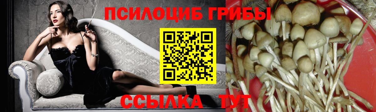 Сокол  Псилоцибиновые грибы Cubensis  Вход с VPN  Псилоцибиновые грибы мухоморы 